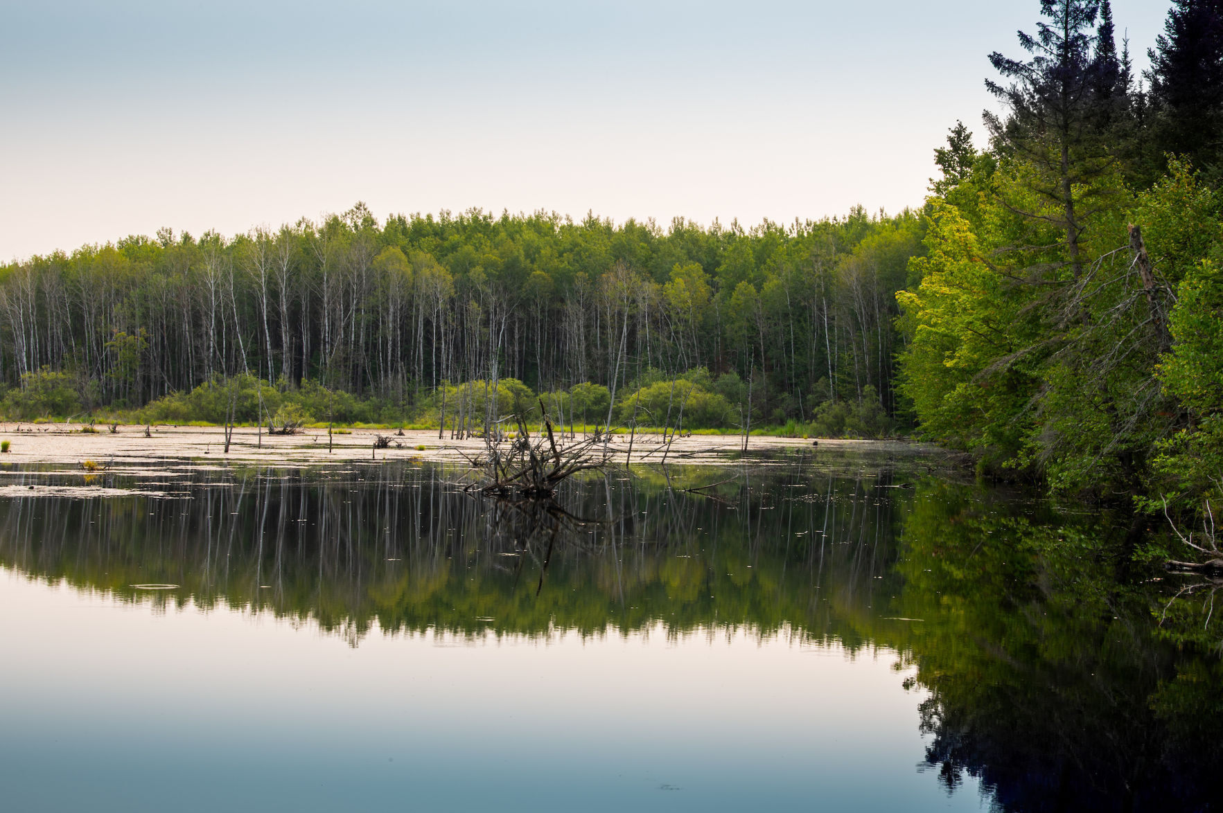 Pelican River Forest